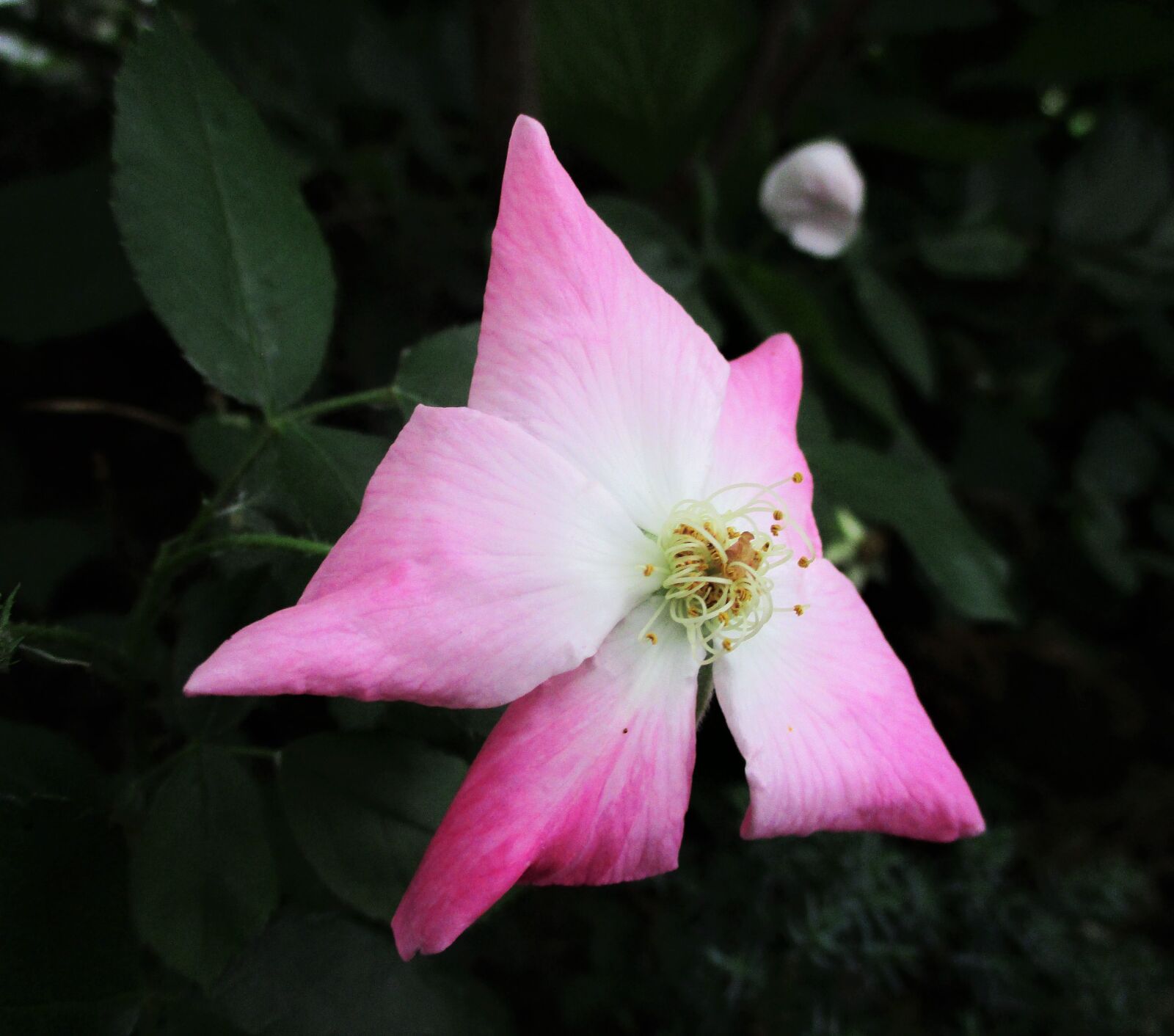 Canon PowerShot ELPH 180 (IXUS 175 / IXY 180) sample photo. Floral, nature, pink photography