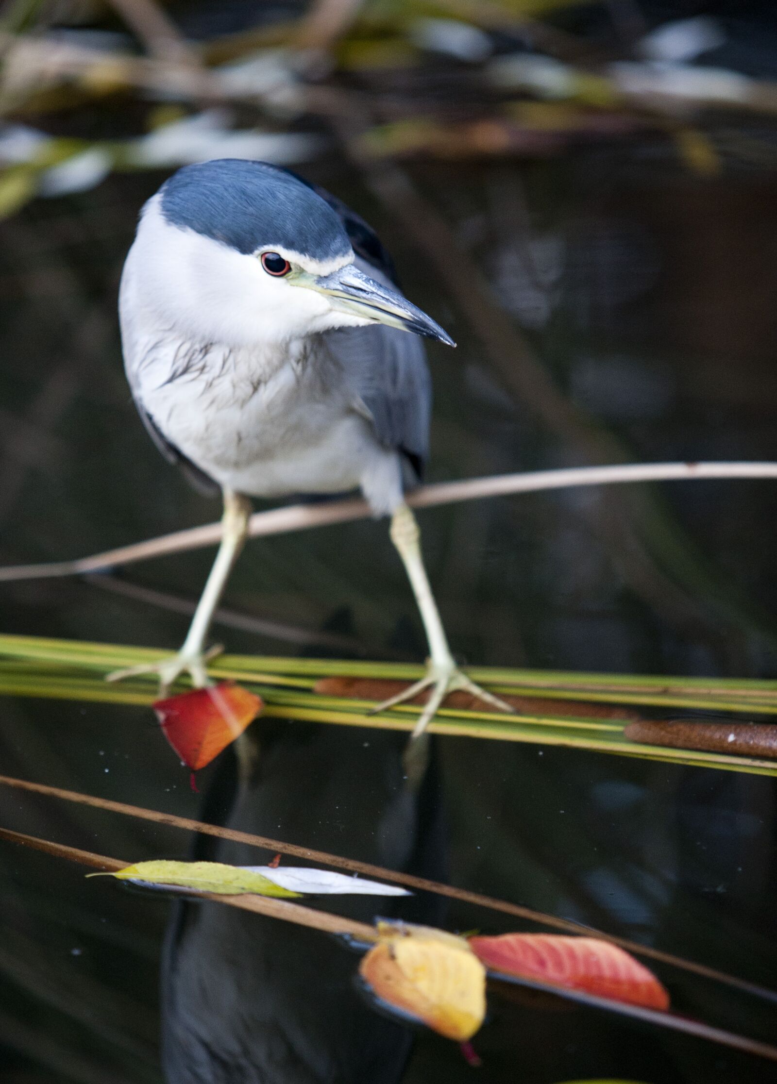 Canon EOS 5D sample photo. New, autumn, pond photography