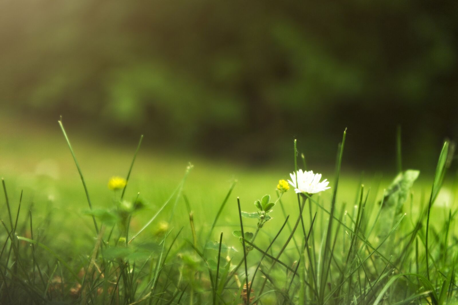 Sony FE 28-70mm F3.5-5.6 OSS sample photo. Green, meadow, daisy photography
