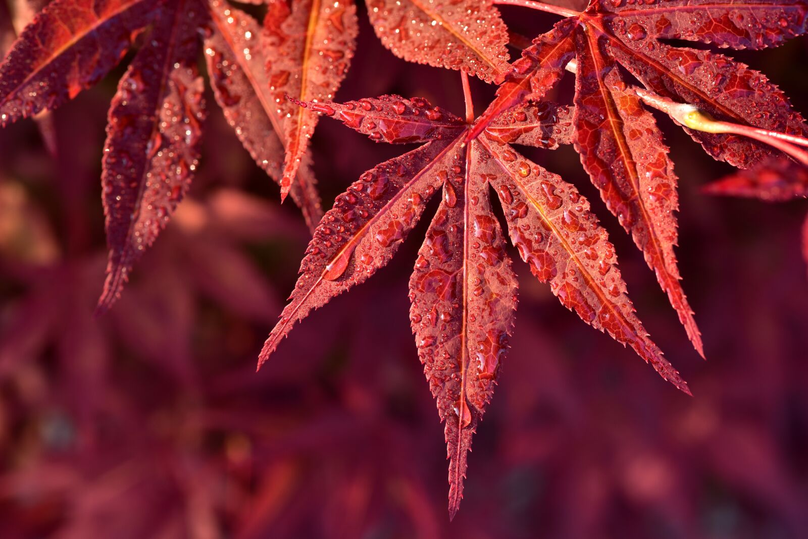 Nikon D750 sample photo. Maple leaves, red maple photography