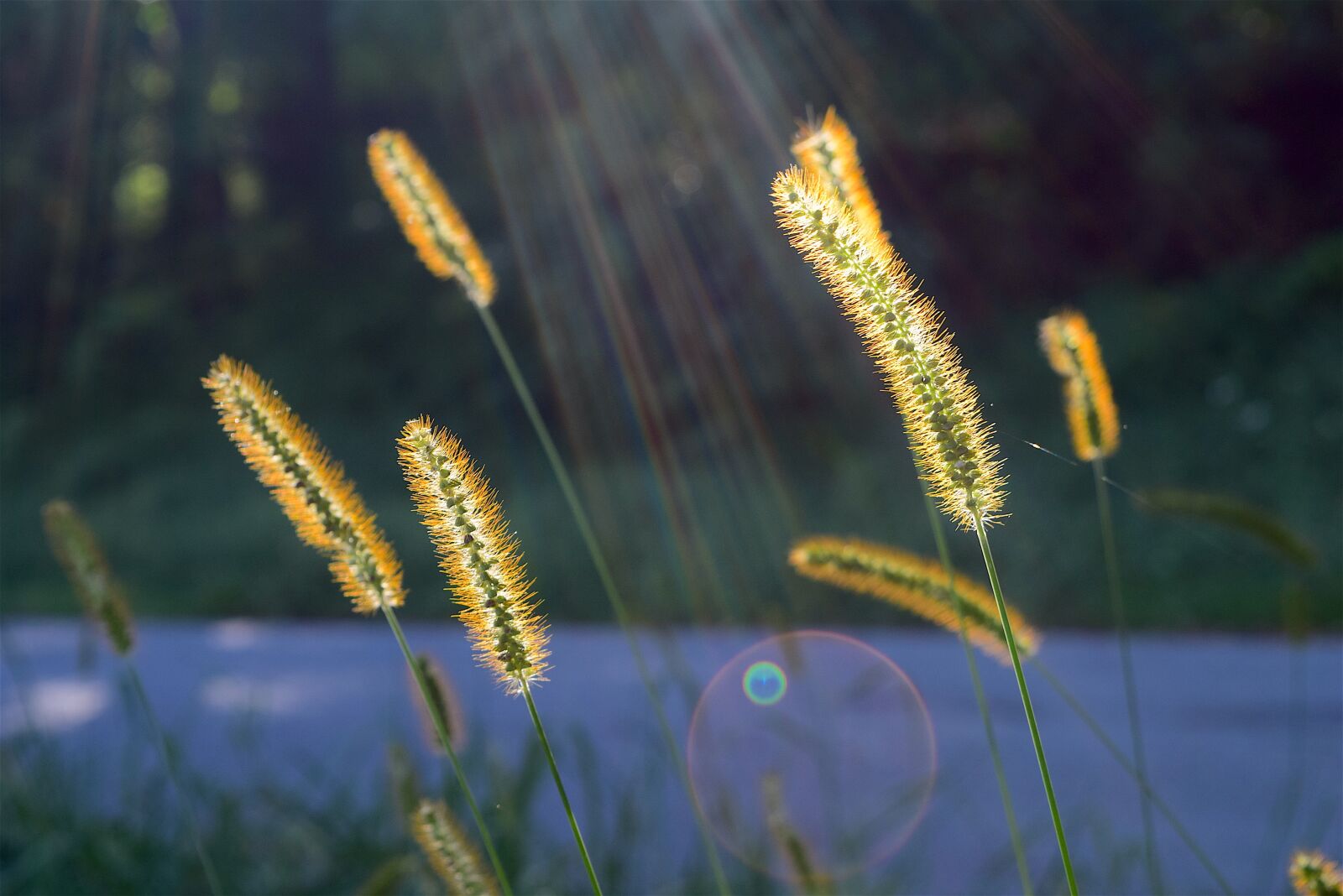 Nikon D3300 sample photo. Sunlight, plant, glowing photography