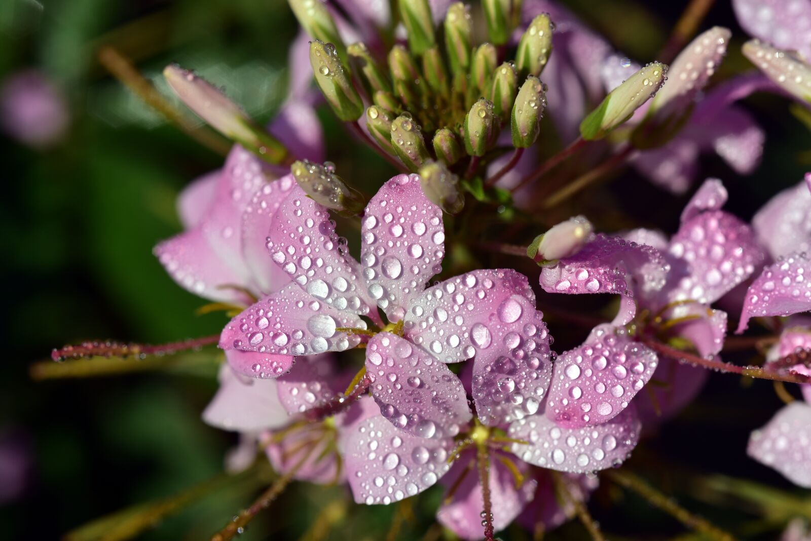 Nikon D750 sample photo. Spider flower, spider plant photography
