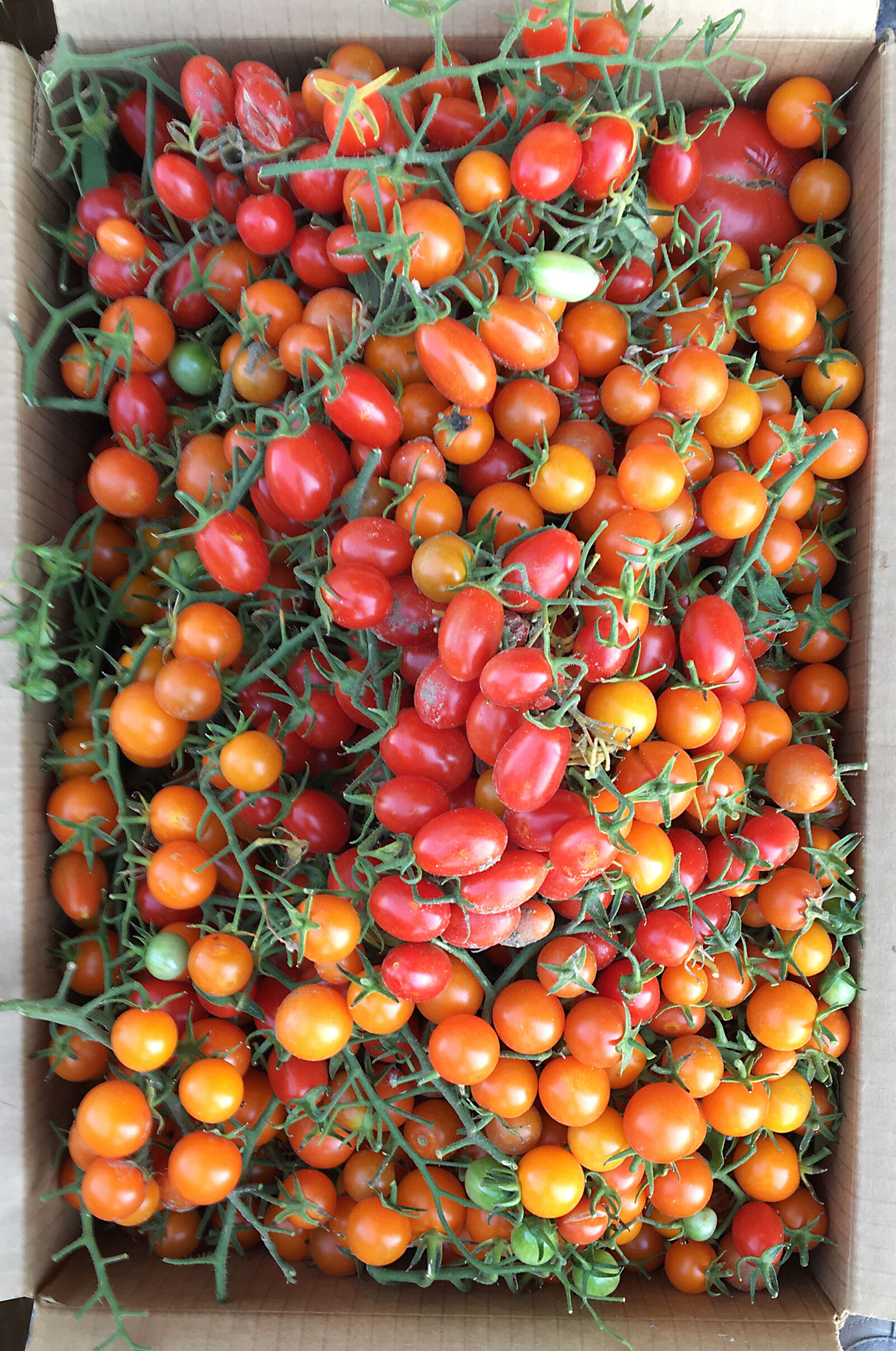 Apple iPhone 6s sample photo. Tomatoes, 02 photography