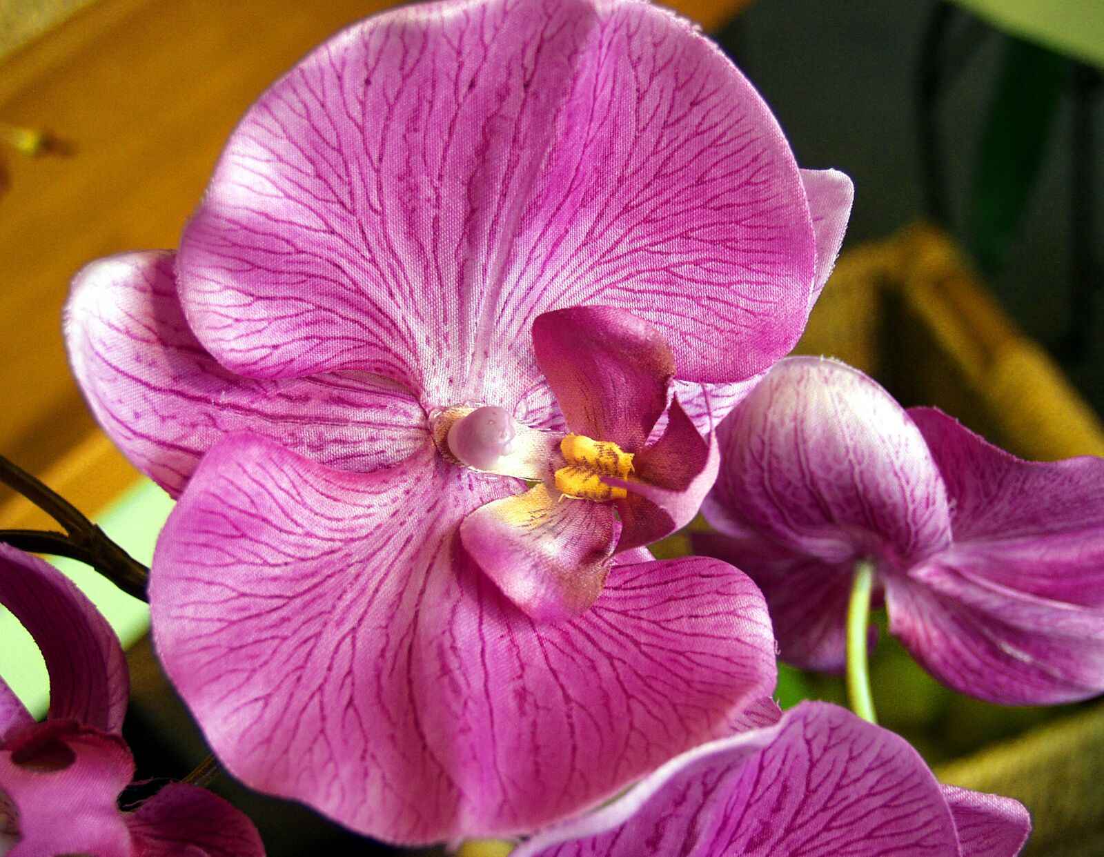 Olympus E-20,E-20N,E-20P sample photo. Flower, magenta orchid, closeup photography