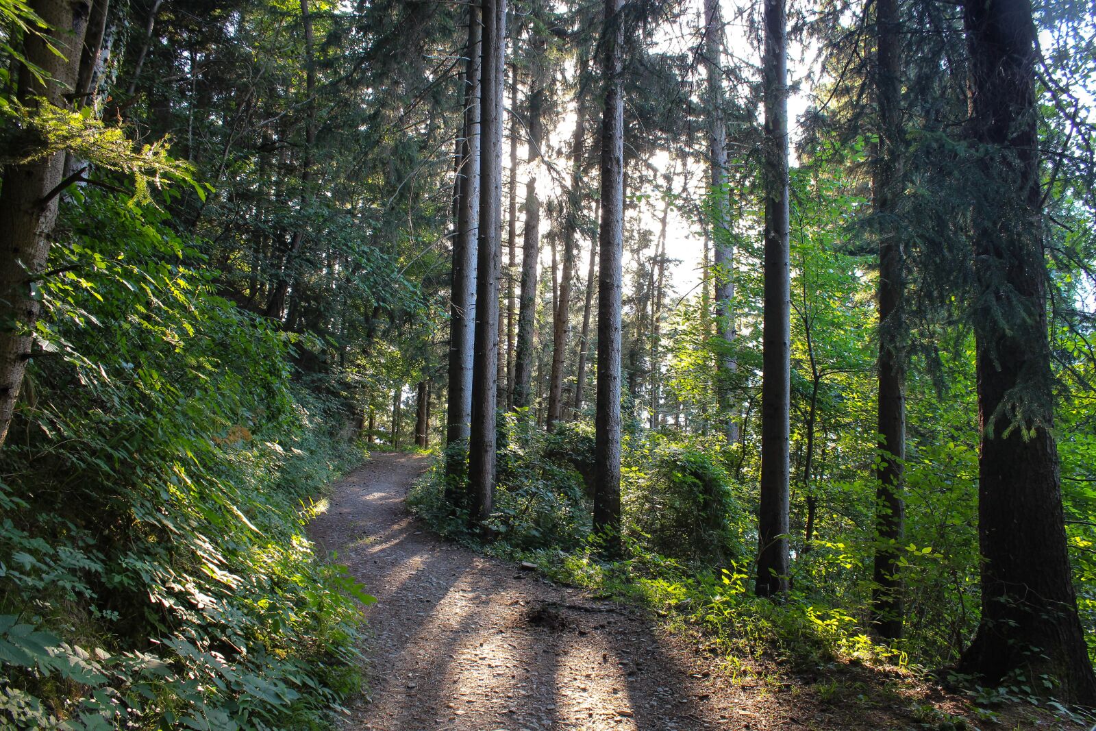 Canon EOS 600D (Rebel EOS T3i / EOS Kiss X5) sample photo. Forest, forest path, sunbeam photography