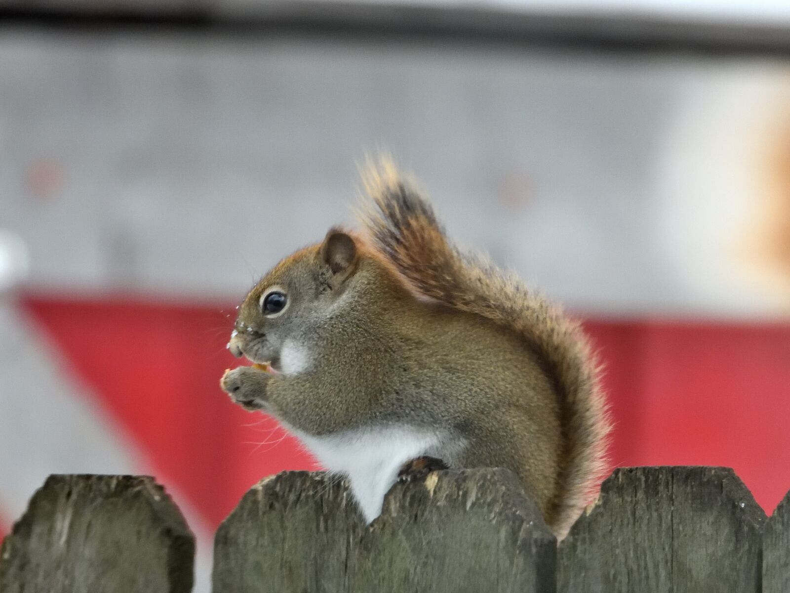 Nikon Coolpix P1000 sample photo. Squirrel, rodent, animal photography