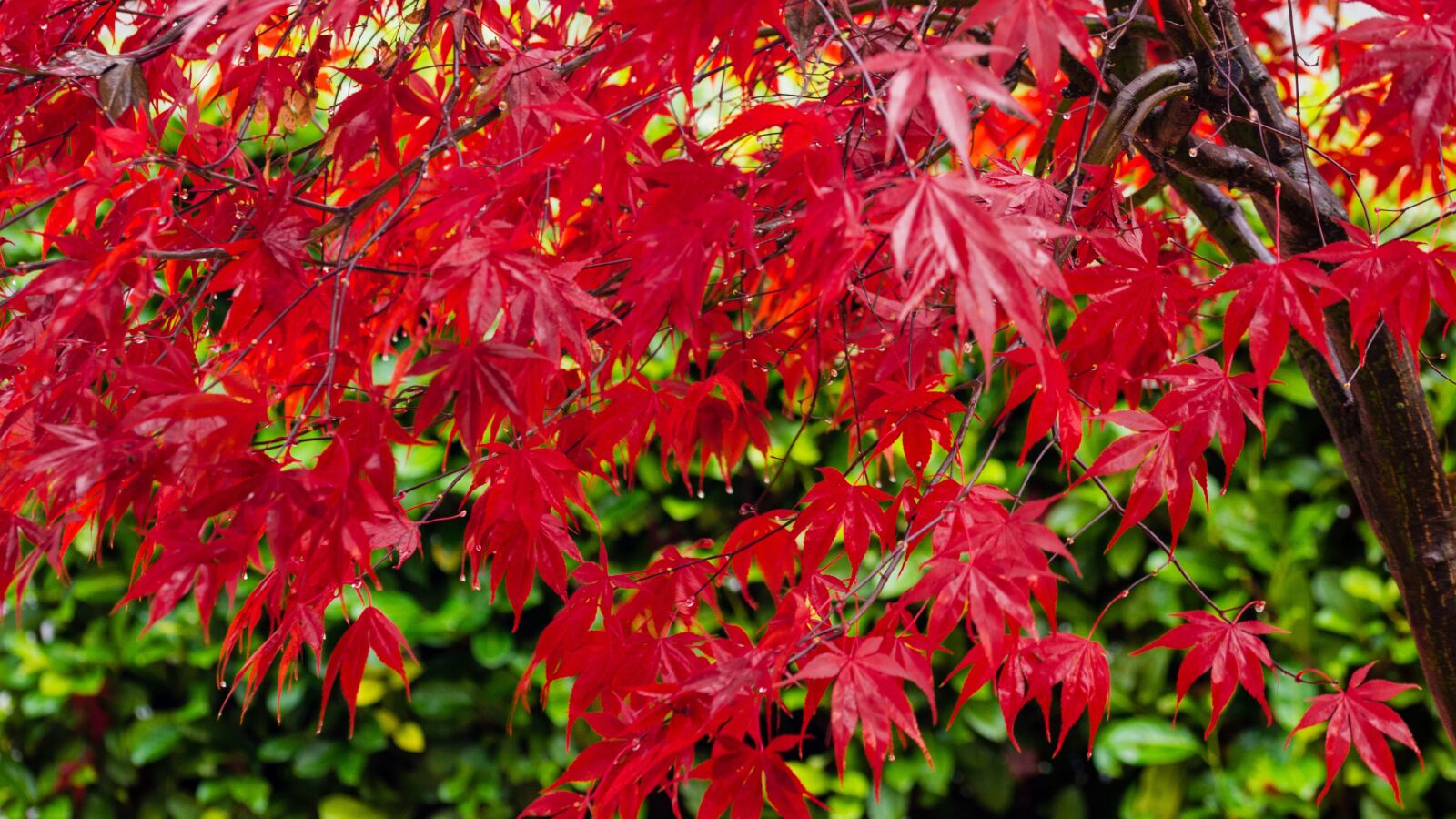 Nikon D7200 sample photo. Maple, red, autumn photography