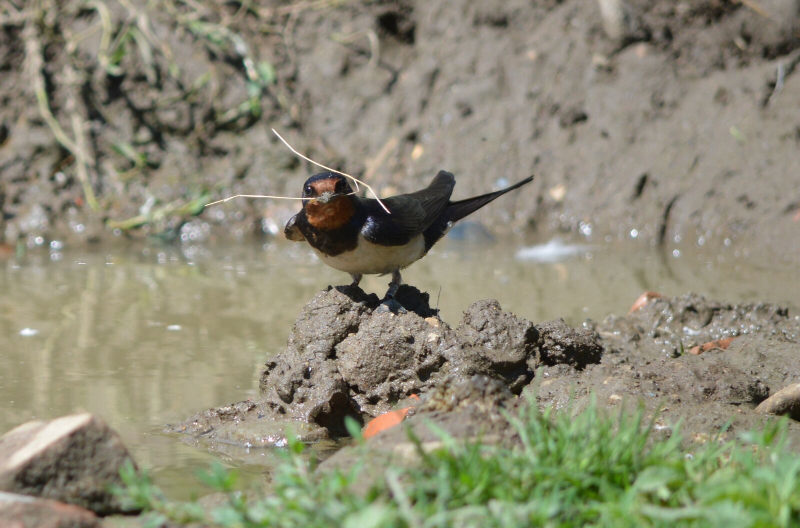Nikon D3200 sample photo. Bird, swallow, animals photography