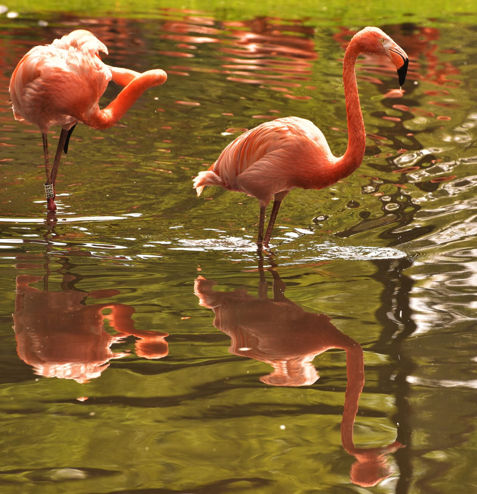 Nikon D750 sample photo. Flamingo, pink, bird photography