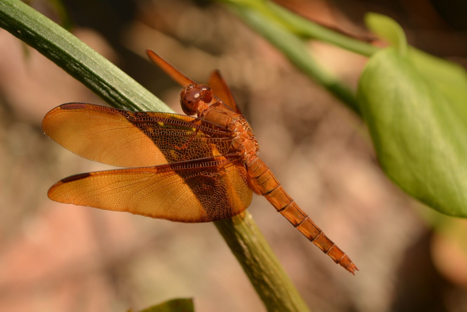 Nikon D5200 sample photo. Count, sunshine, animal photography
