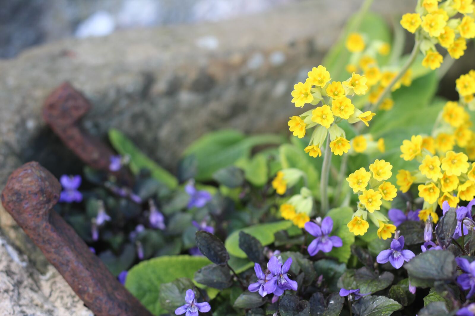 Canon EOS 1300D (EOS Rebel T6 / EOS Kiss X80) + Canon EF 50mm F1.8 STM sample photo. Spring flowers, cowslip, primula photography