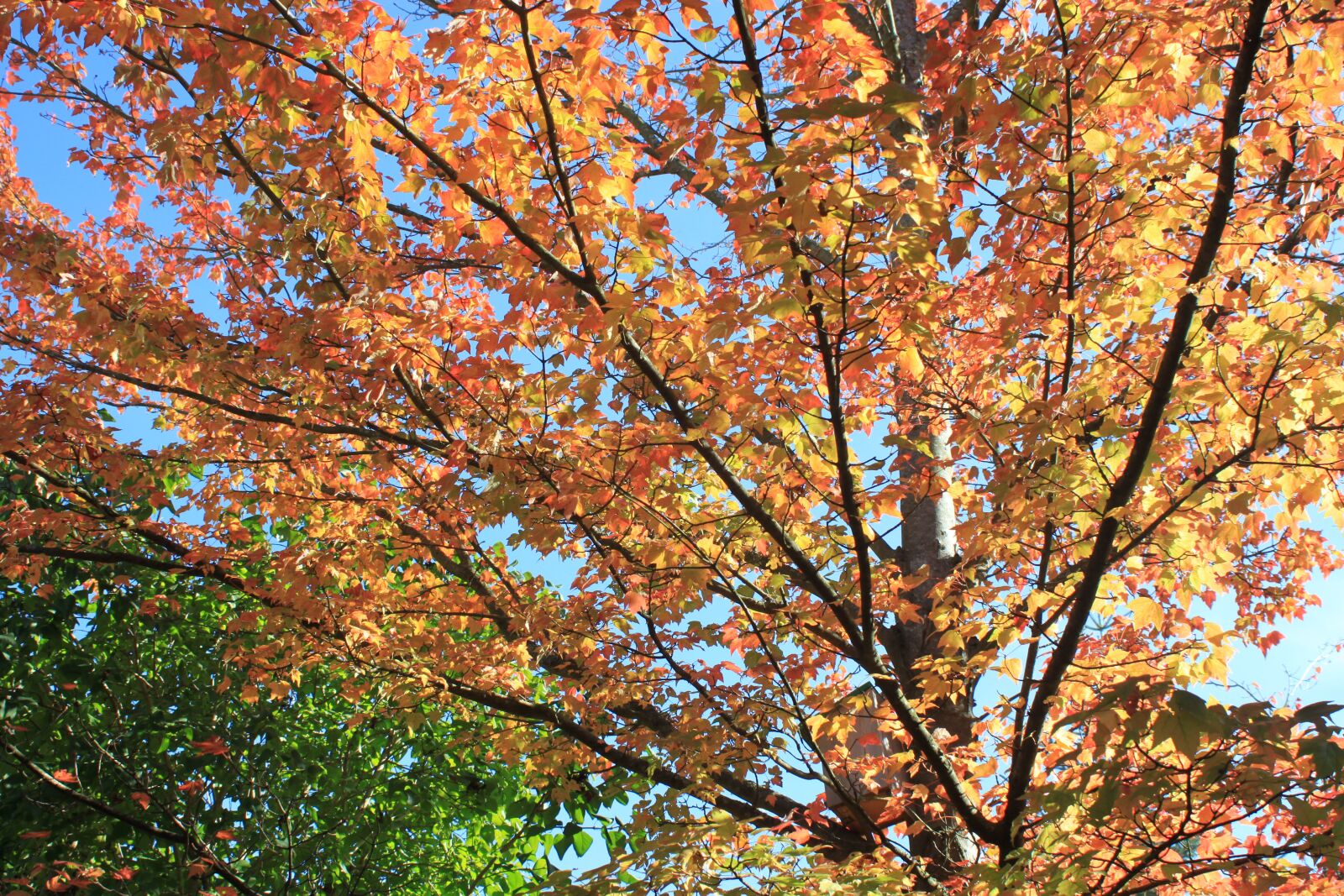 Canon EOS 500D (EOS Rebel T1i / EOS Kiss X3) sample photo. Tree, autumn, fall photography