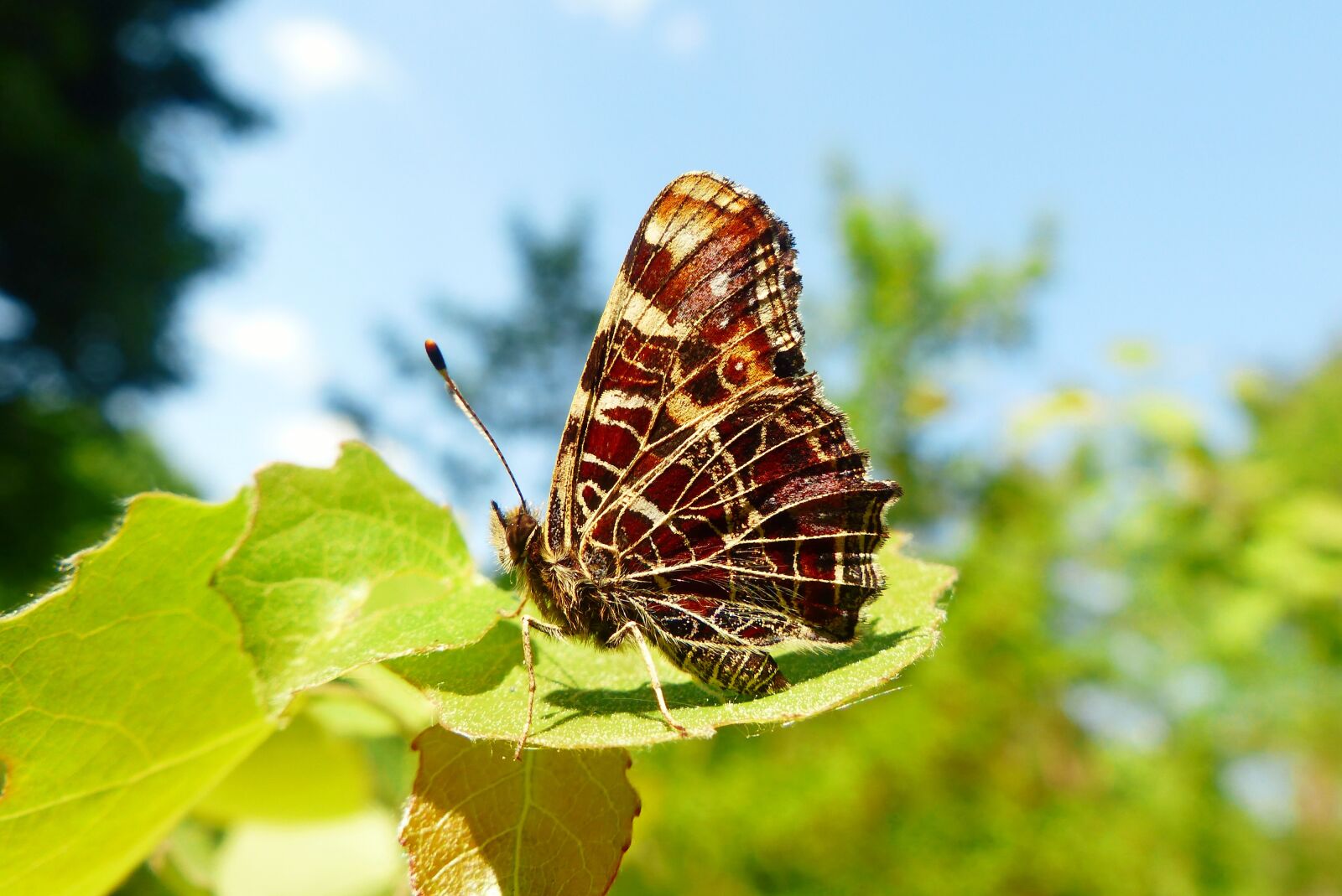 Panasonic Lumix DMC-FZ200 sample photo. Animals, invertebrates, insect photography