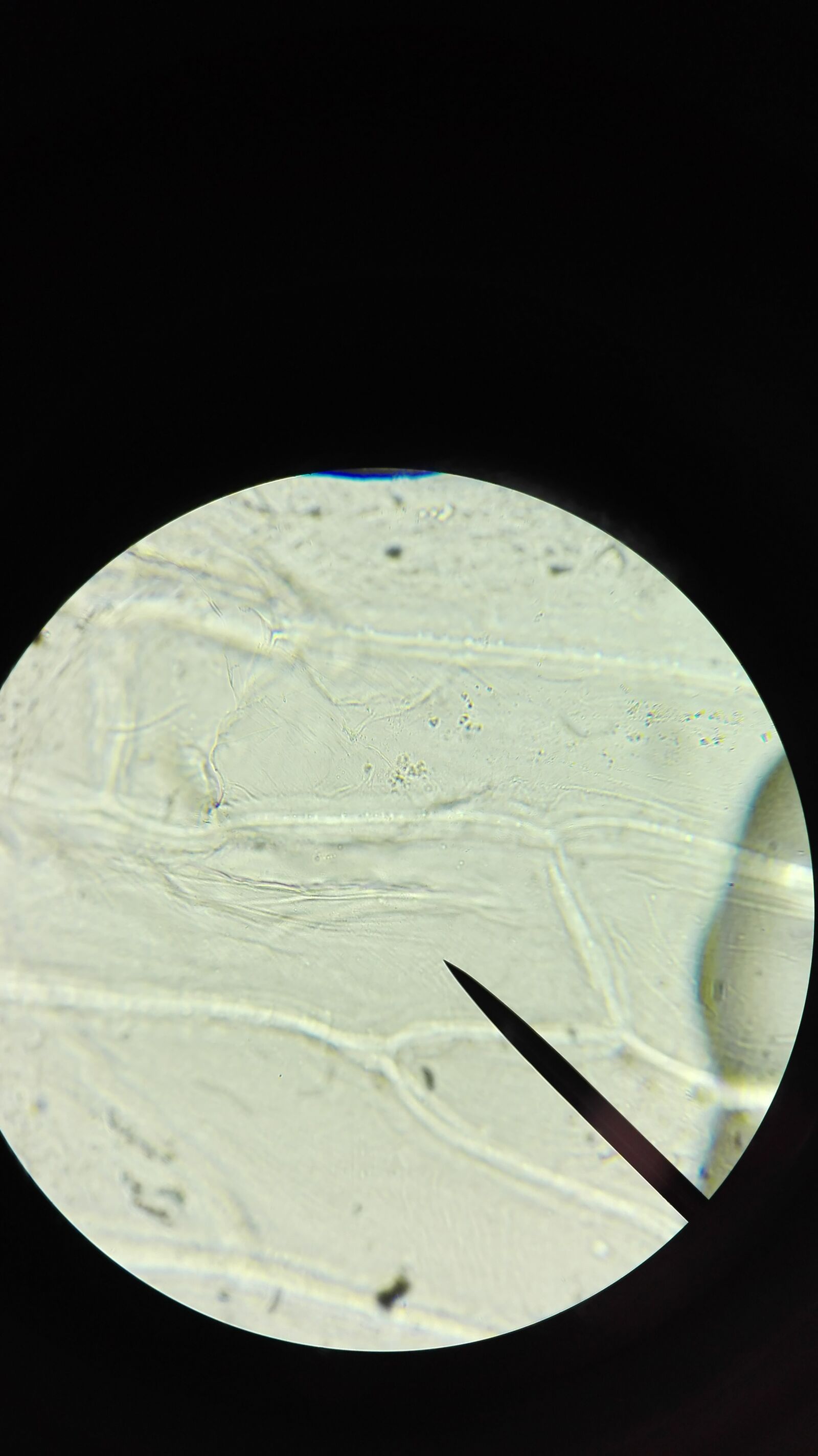 HUAWEI P8 Lite sample photo. Microscope, cell, examine photography