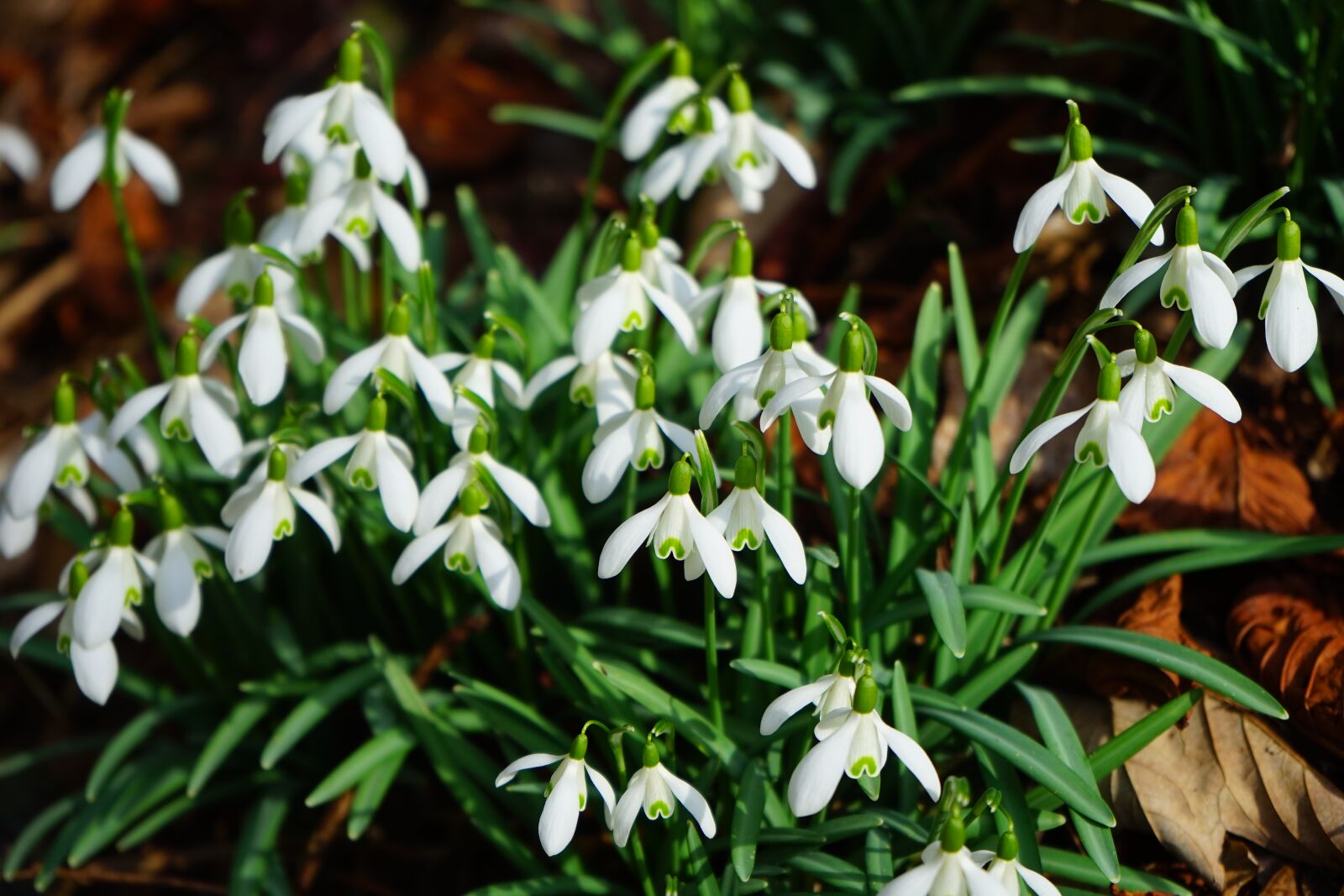 Sony a7 + Sony FE 28-70mm F3.5-5.6 OSS sample photo. Snowdrop, flowers, spring flower photography
