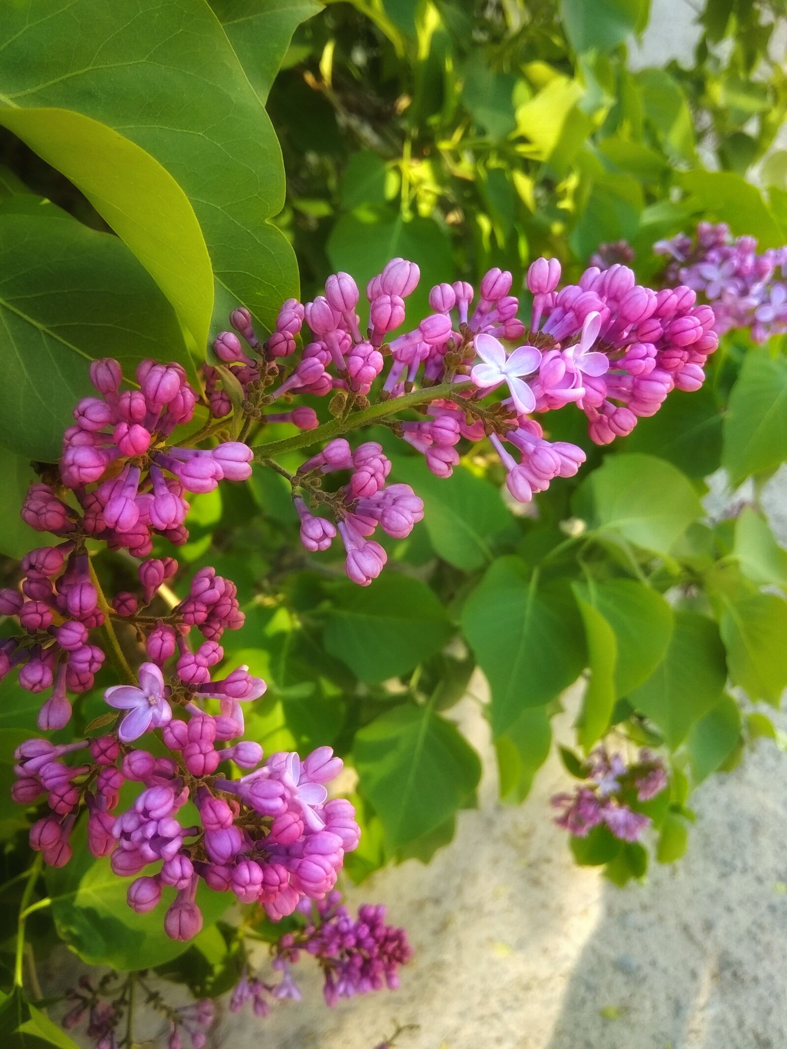 Xiaomi Redmi Note 5A sample photo. Lilac, bloom, may photography