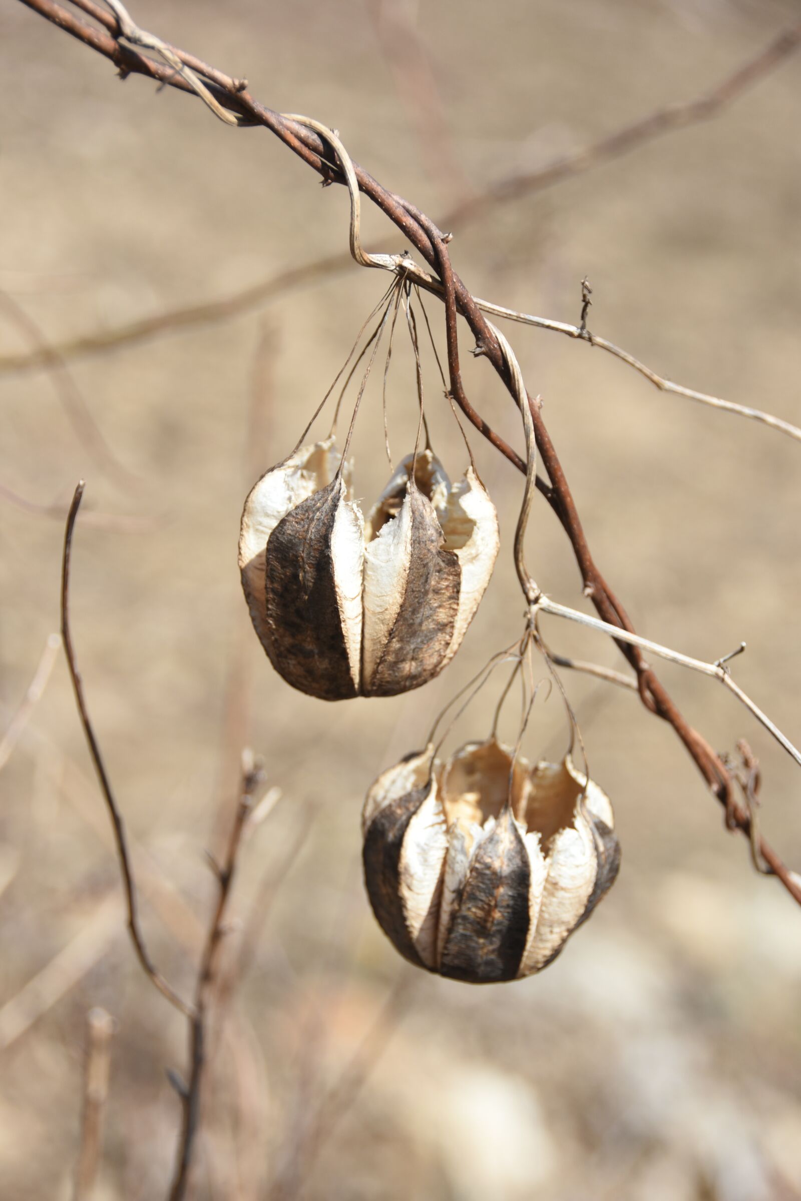 Nikon D7200 sample photo. Spring, macro, plants photography