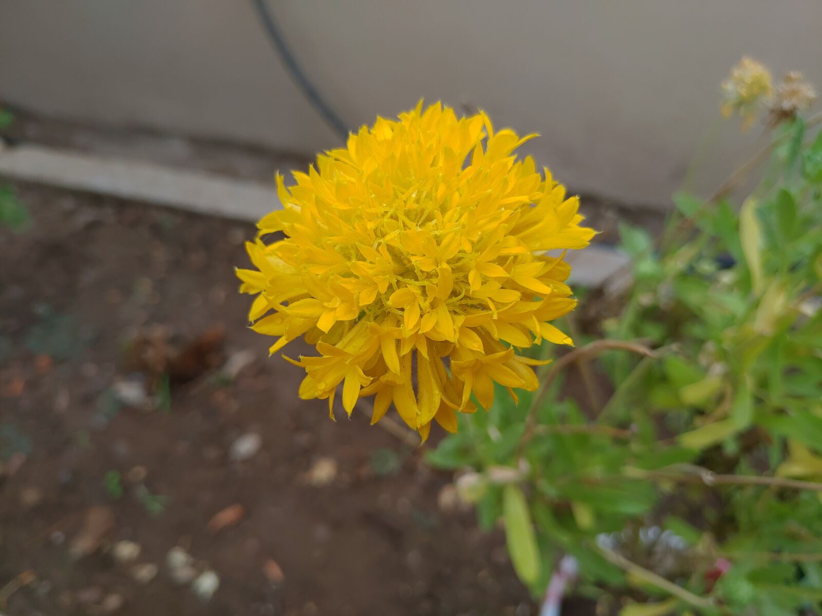 ASUS ZenFone 5Z (ZS620KL) (WW) / 5Z (ZS621KL) (IN) sample photo. Chrysanthemum, flower, yellow photography