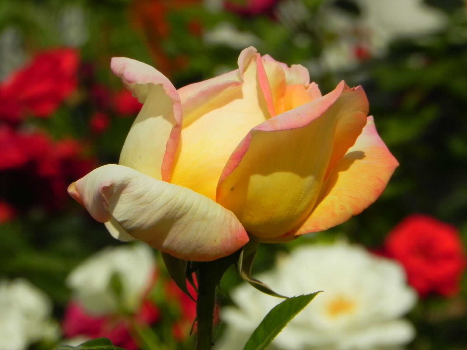 Nikon Coolpix P100 sample photo. Rose, plant, blossom photography