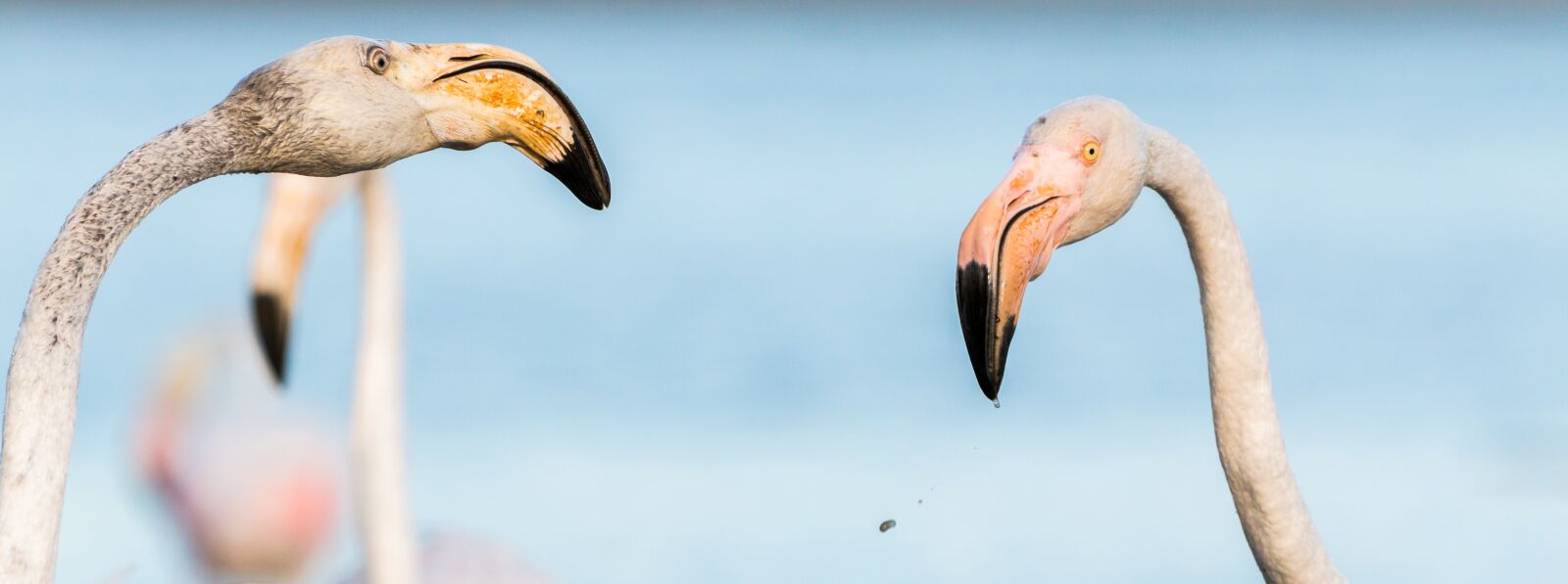 150-600mm F5-6.3 DG OS HSM | Contemporary 015 sample photo. Flamingo, flamingos, france photography