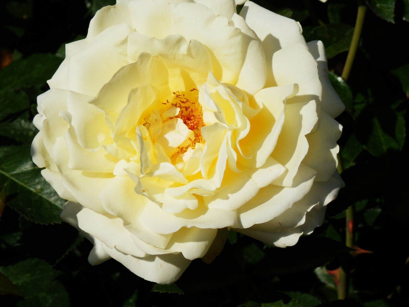 Olympus SZ-30MR sample photo. White rose, botanical gardens photography