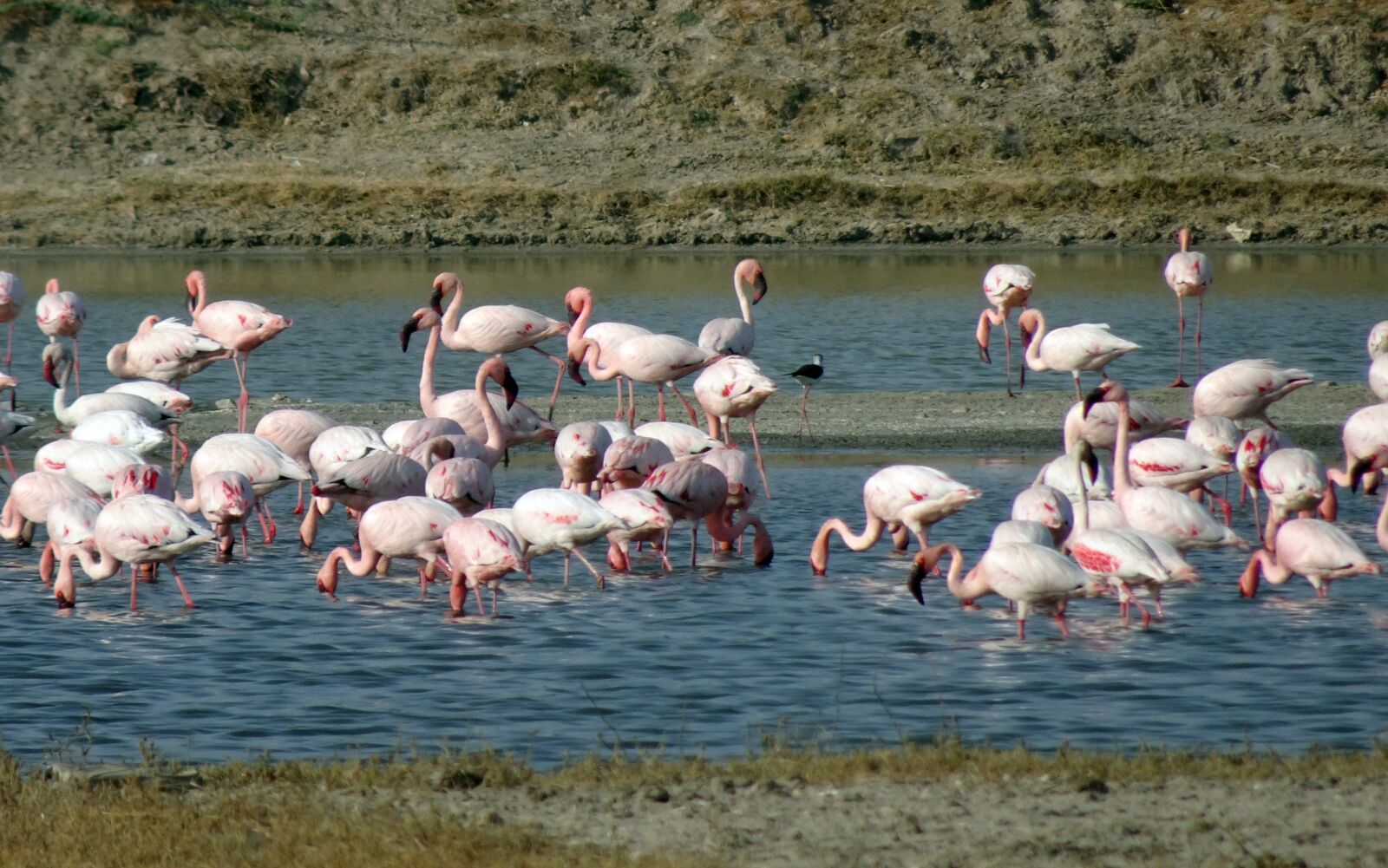 Sony Cyber-shot DSC-HX90V sample photo. Bird, lesser flamingo, phoeniconaias photography