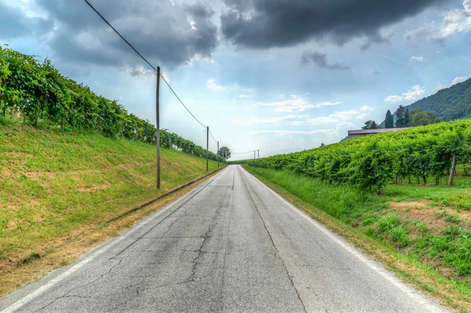 Nikon D610 sample photo. Road, vineyard, prosecco photography