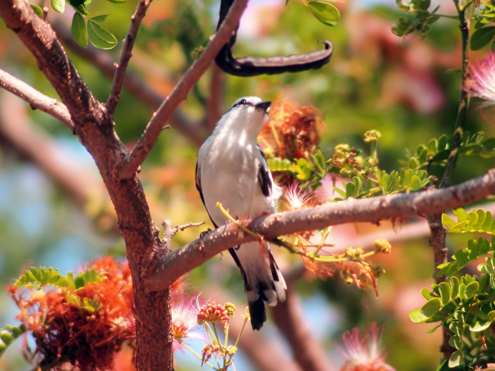 Olympus OM-D E-M1 sample photo. Pied triller looking up photography
