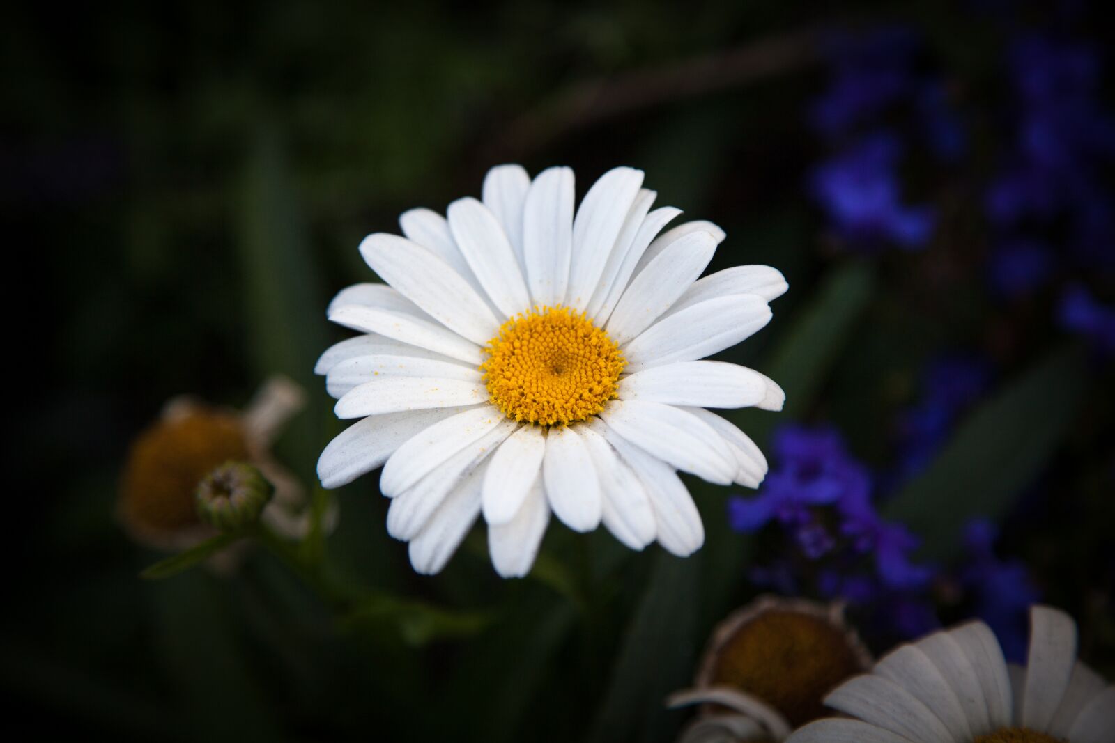 Canon EOS 5D Mark II sample photo. Oxeye daisy, daisy, oxeye photography
