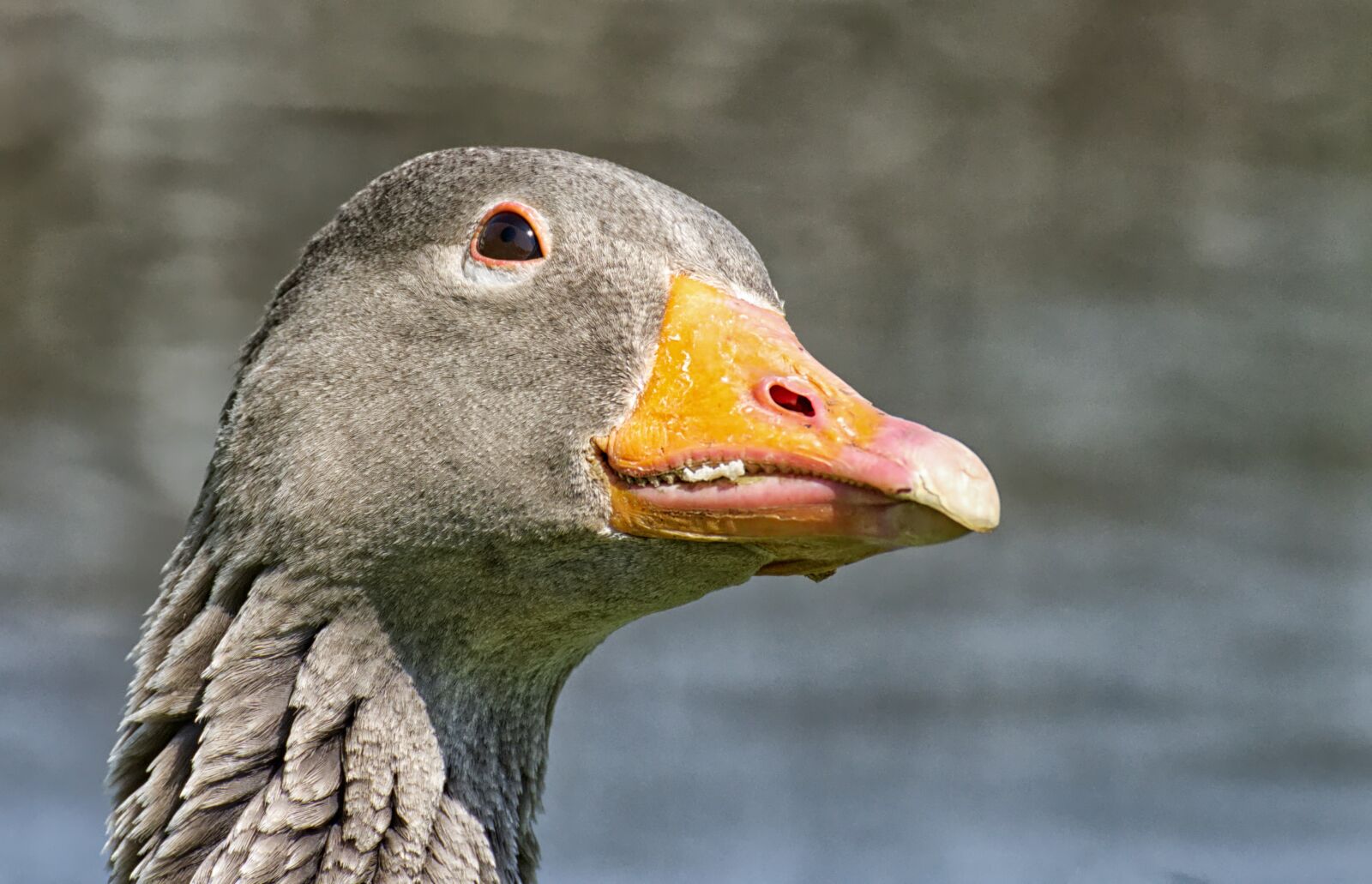 Nikon D7200 sample photo. Goose, water bird, attention photography