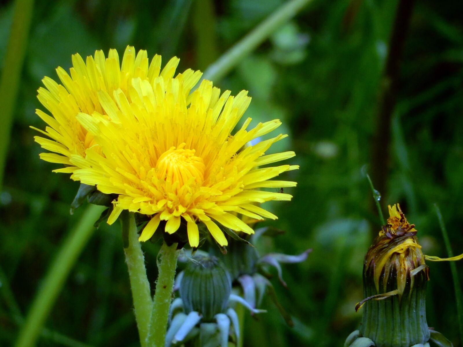 Nikon Coolpix S9700 sample photo. Meadow, dandelion, common dandelion photography