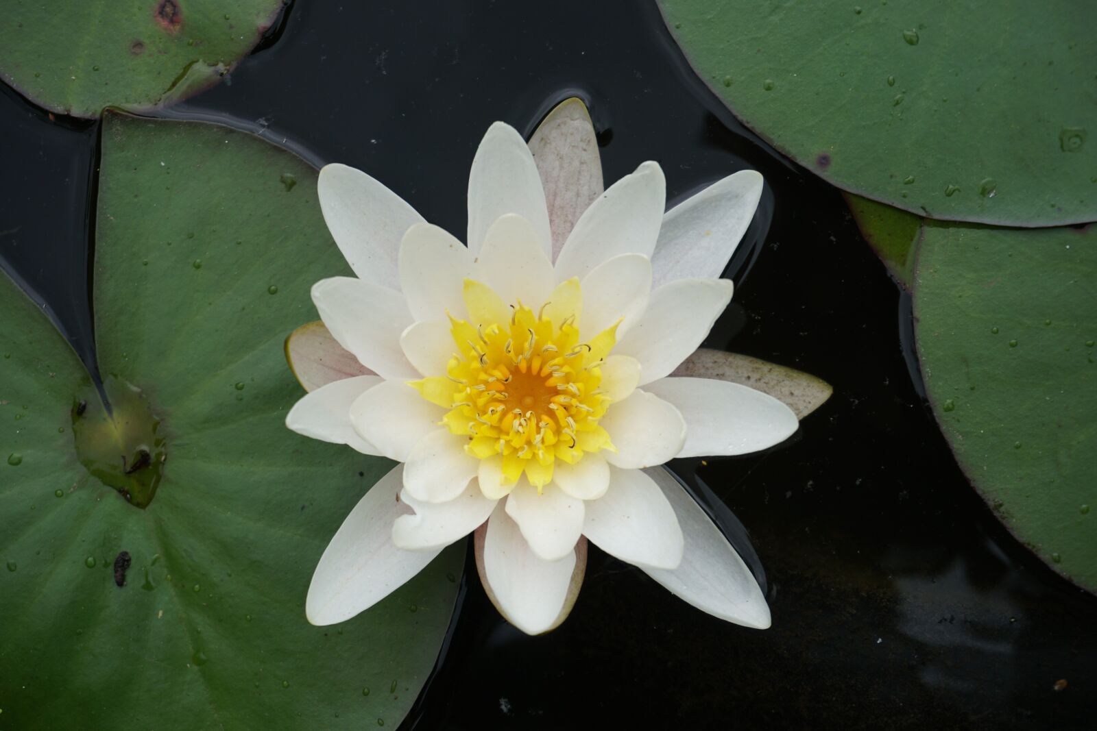 Sony a6300 sample photo. Water lily, pond, aquatic photography