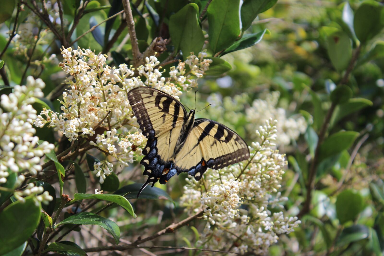Canon EOS 600D (Rebel EOS T3i / EOS Kiss X5) sample photo. Butterfly, nature, beauty photography