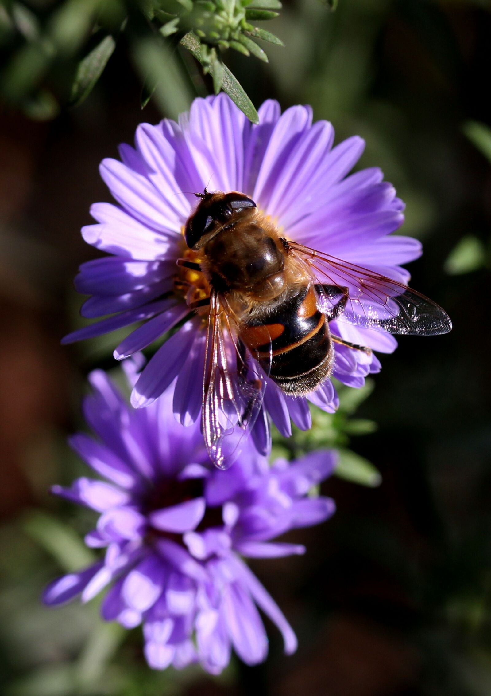 Canon EF-S 60mm F2.8 Macro USM sample photo. Bee, flower, mov photography