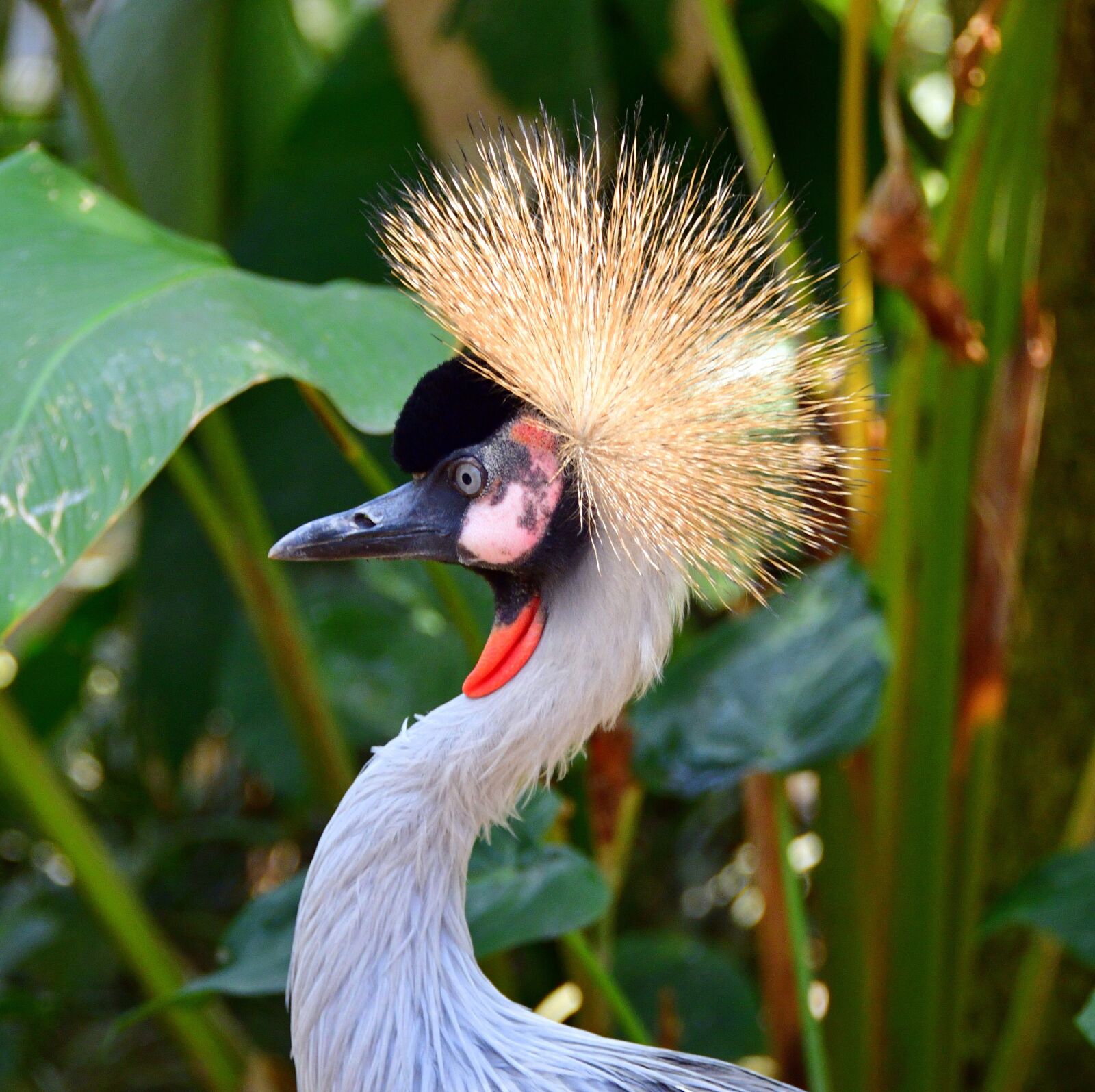 Nikon D850 sample photo. Tropical bird, plumage, colorful photography