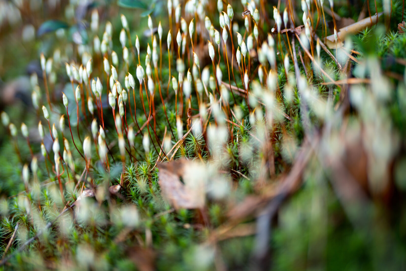Sony FE 50mm F1.2 GM sample photo. Juniper polytrichum moss at photography