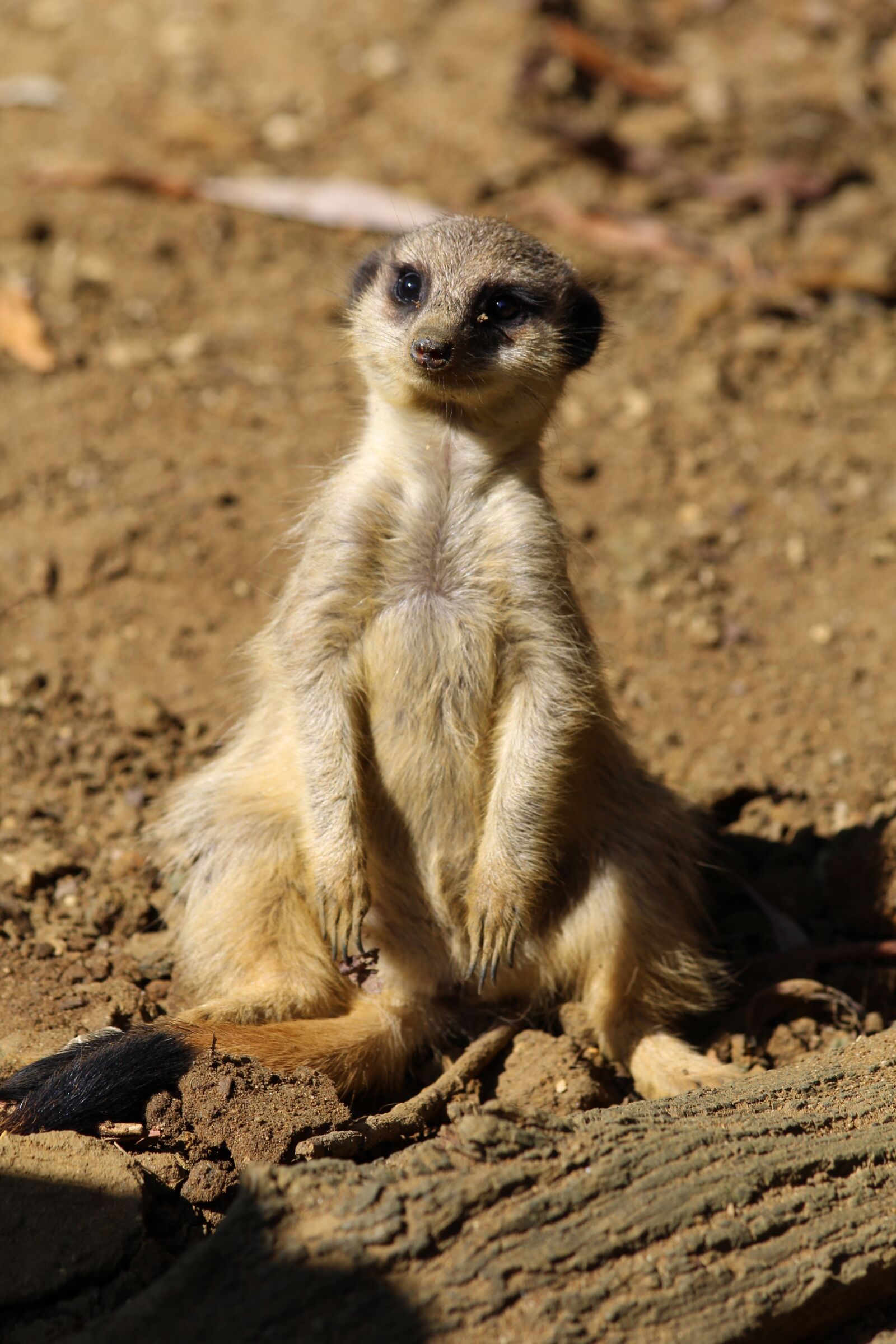 Canon EF 70-300mm F4-5.6 IS USM sample photo. Meerkat, mammal, zoo photography