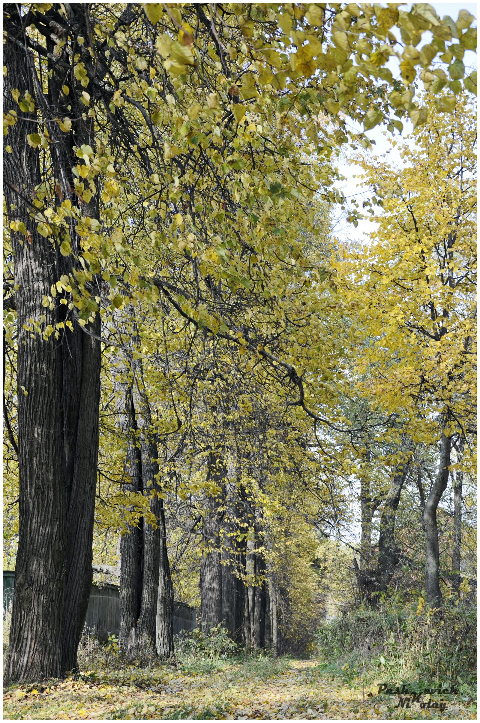 Nikon D90 sample photo. Tree, nature, wood photography