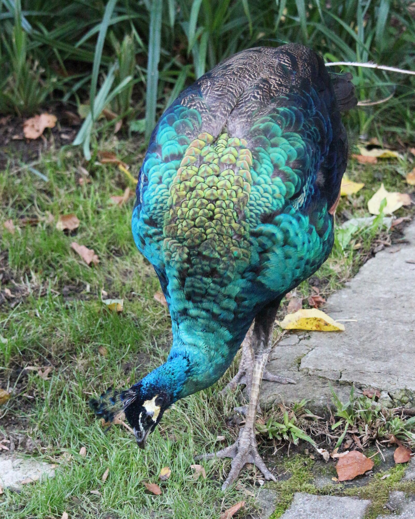 Canon EOS 700D (EOS Rebel T5i / EOS Kiss X7i) sample photo. Peacock, bird, wildlife photography