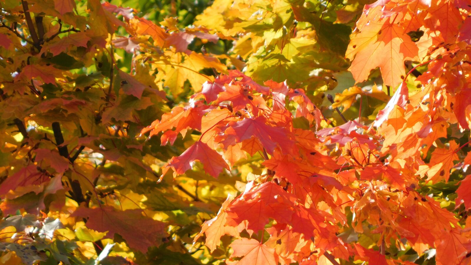 Nikon Coolpix B500 sample photo. Autumn, foliage, nature photography