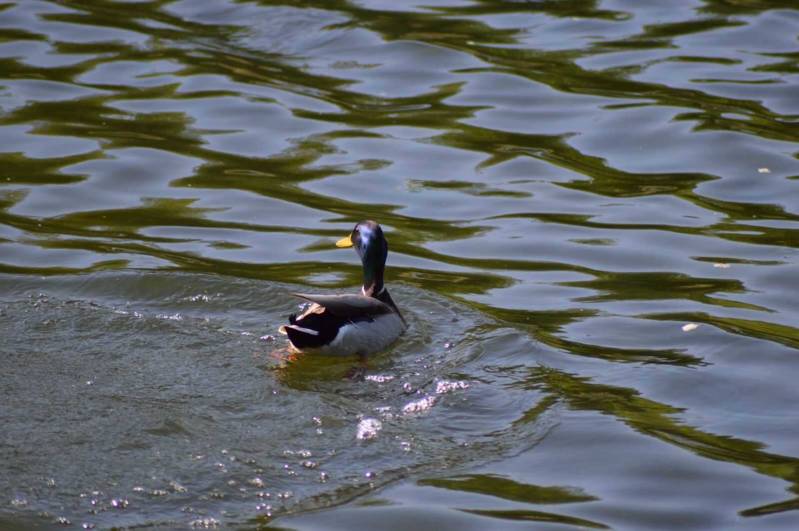 Nikon D3200 sample photo. Duck, water, plumage photography