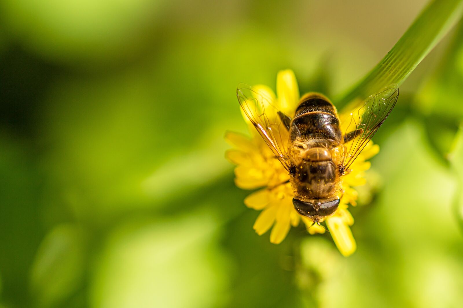 Canon EOS 750D (EOS Rebel T6i / EOS Kiss X8i) sample photo. Hoverfly, dung fly, nature photography