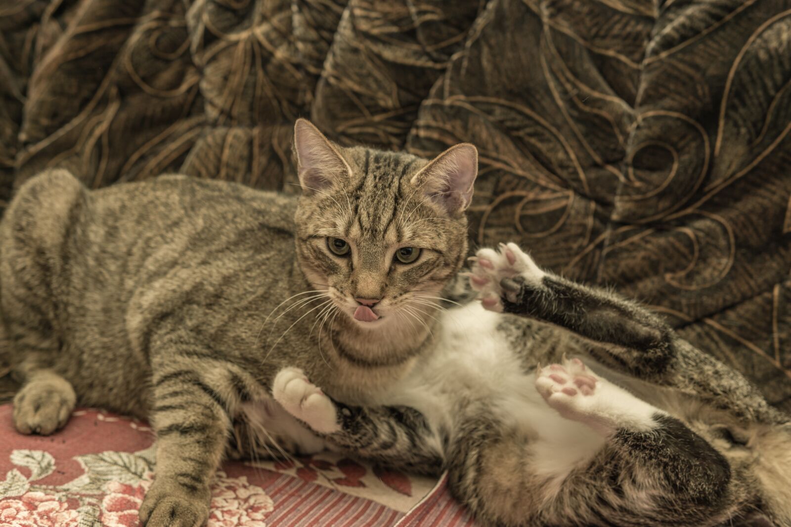 30mm F1.4 DC DN | Contemporary 016 sample photo. Cat, european shorthair, two photography