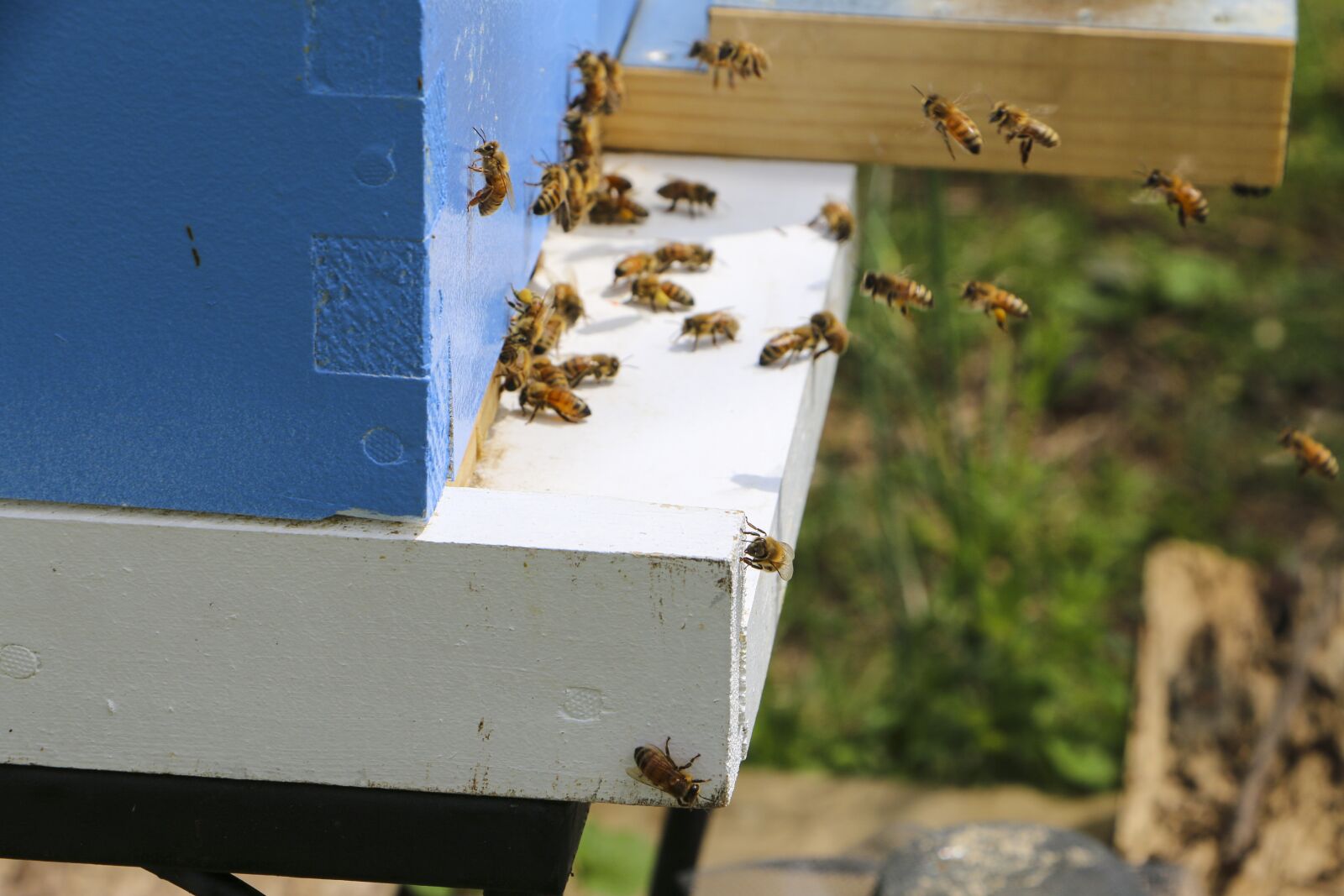 Canon EOS 70D sample photo. Honey bee, beehive, flight photography