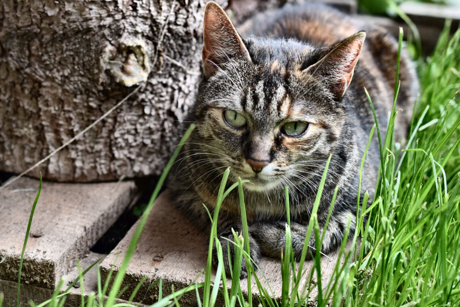 Nikon D3300 sample photo. Cat, mieze, nature photography