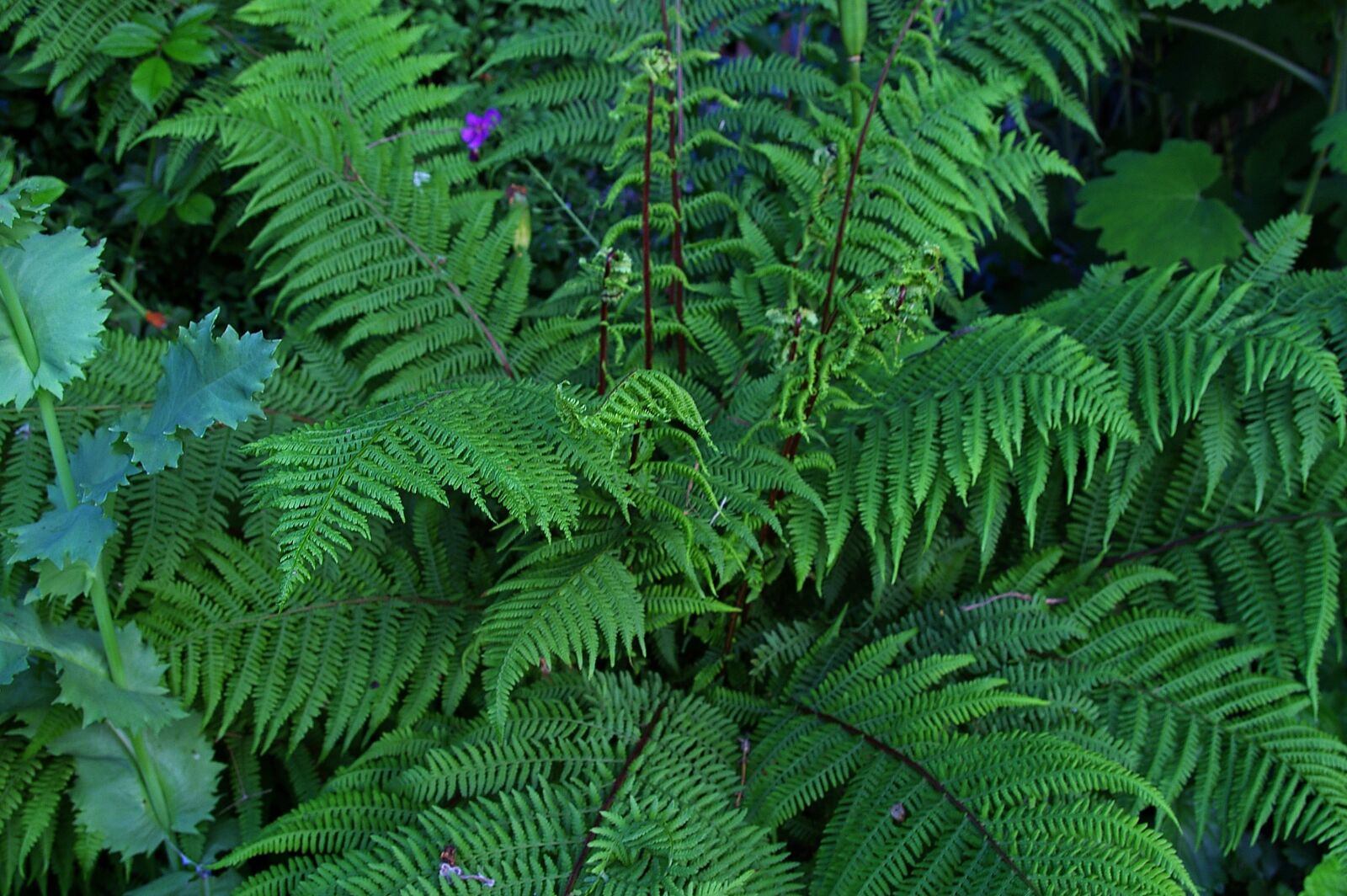 Pentax *ist DL2 sample photo. Fern, fiddlehead, plant photography