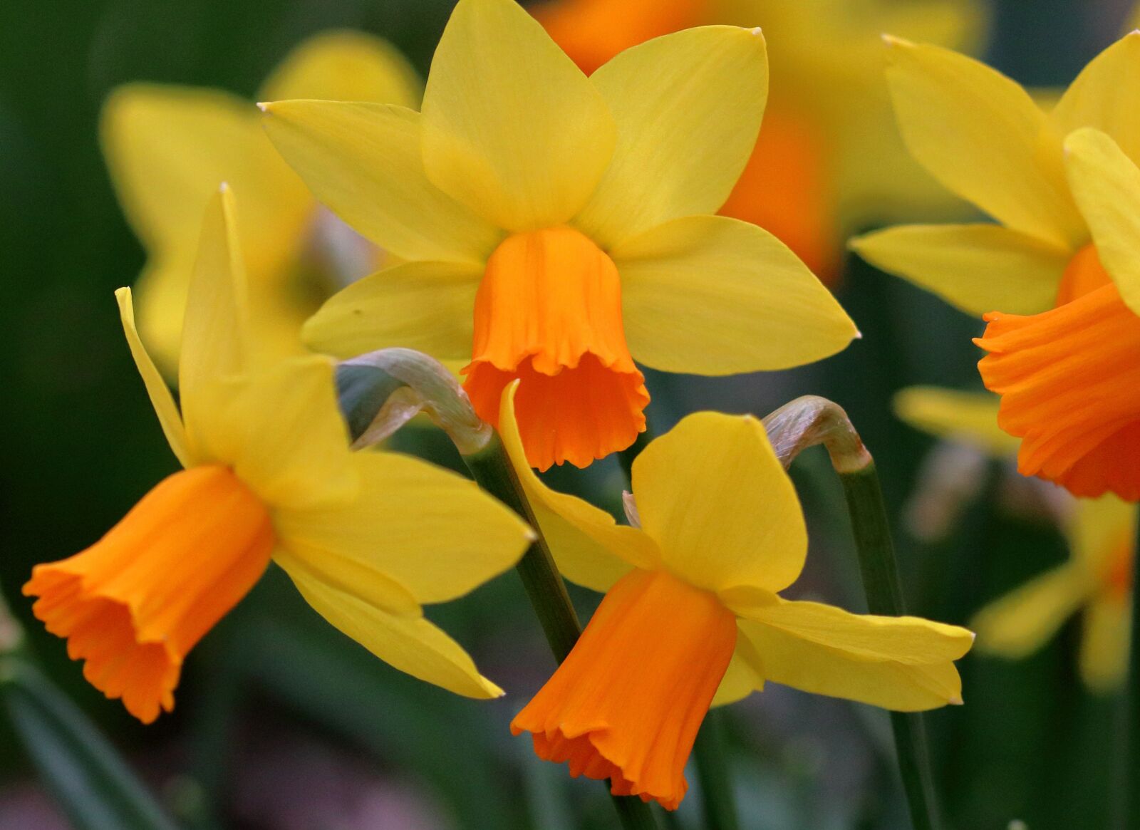 Canon EOS 80D sample photo. Daffodils, springtime, narcissus photography