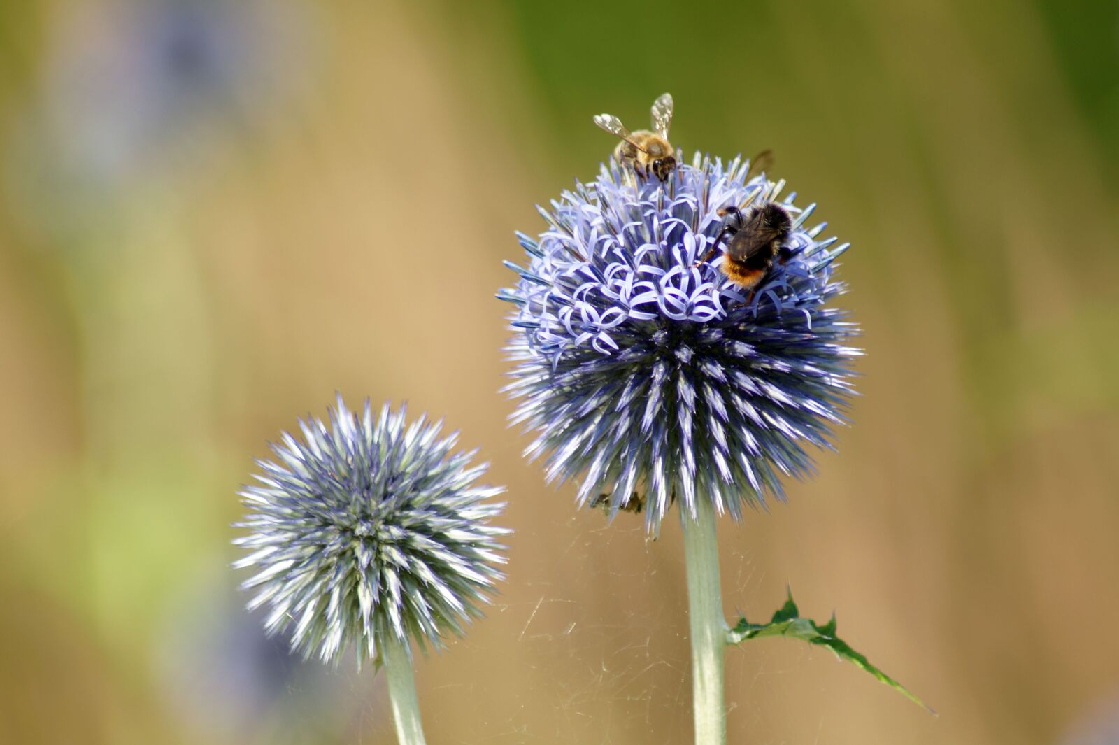 Sony SLT-A58 sample photo. Thistle, flower, ornamental onion photography