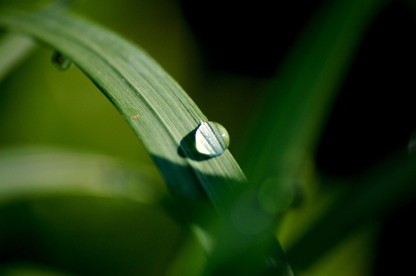 Nikon D40 sample photo. Dew, drop, water photography