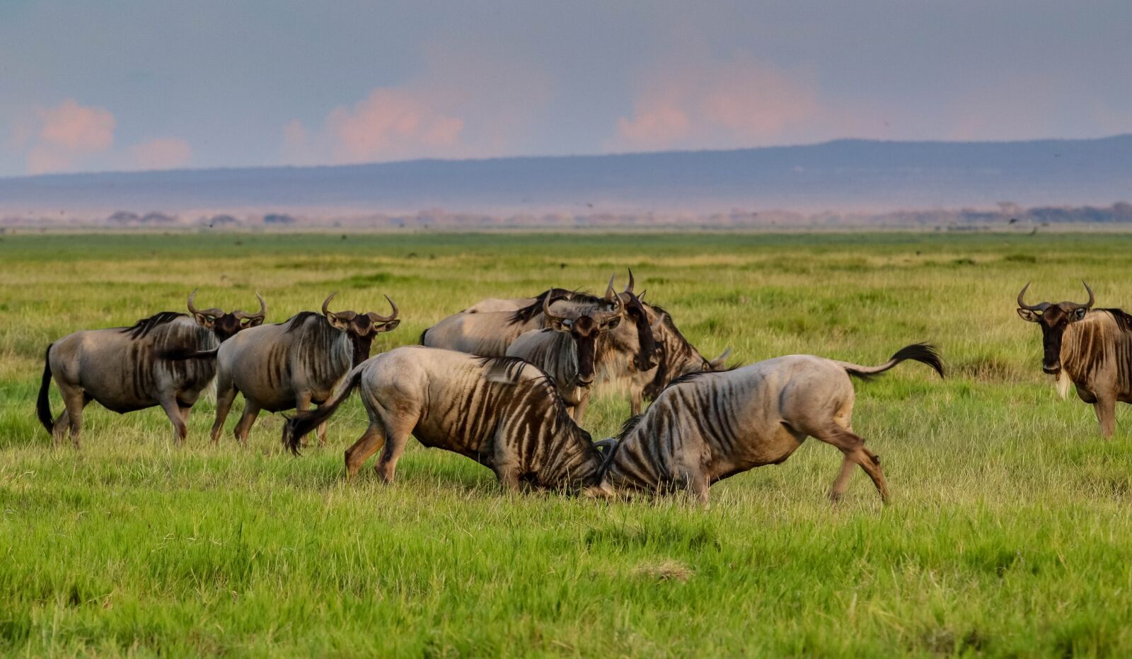 Canon EOS 80D sample photo. Africa, kenya, amboseli photography